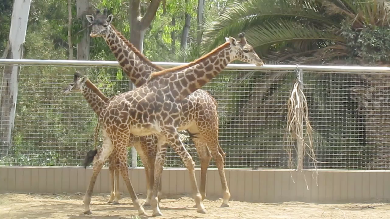 Massai Giraffe San Diego Zoo